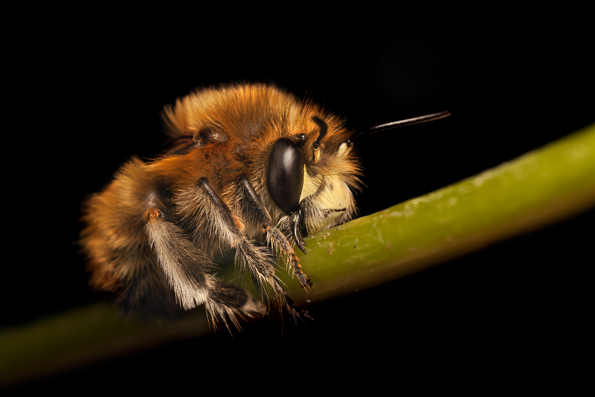 Hairy Footed Flower Bee sleeping 1